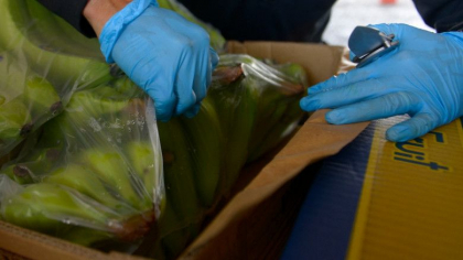 O jumatate de tona de cocaina ascunsa in cutii cu banane, descoperita de angajatii unor supermarketuri din Cehia
