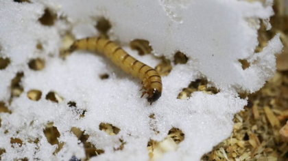 O noua specie de „superviermi” care mananca plastic ar putea revolutiona reciclarea O noua specie de „superviermi” care mananca plastic ar putea revolutiona reciclarea