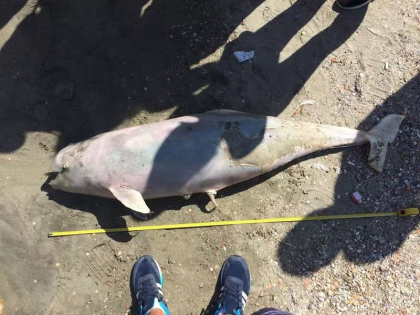 Peste 3.000 de delfini au murit in Marea Neagra din cauza razboiului din Ucraina Peste 3.000 de delfini au murit in Marea Neagra din cauza razboiului din Ucraina