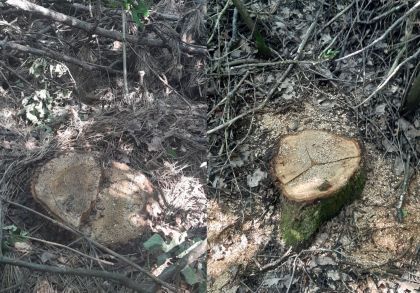Mai multi copaci de stejar dintr-o padure din Riscani - taiati ilegal. Oamenii legii au gasit faptasul - FOTO