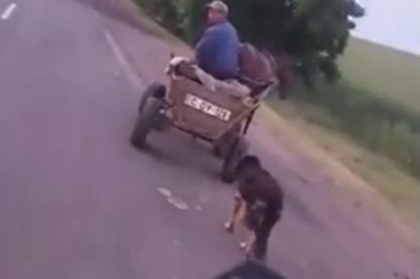 Imagini cu impact emotional. Un caine a fost legat cu o funie si tarat dupa o caruta - VIDEO