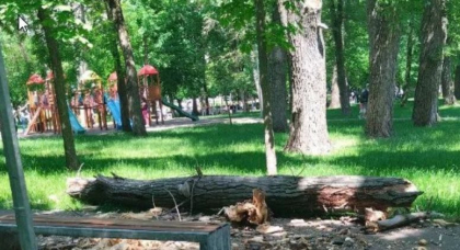 Cine ar fi vinovat de tragedia din parcul Alunelul, unde peste o fetita a cazut o creanga. Iata ce spun procurorii