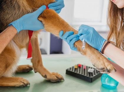 Procedura de inregistrare a medicamentelor de uz veterinar - modificata. Explicatia presedintelui Comisiei pentru agricultura si industrie alimentara Procedura de inregistrare a medicamentelor de uz veterinar - modificata. Explicatia presedintelui Comisiei pentru agricultura si industrie alimentara