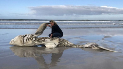 Misterul crimei din ocean. Pe plajele Africii de Sud apar de cinci ani de zile rechini albi cu ficatul mancat si cu inimile smulse Misterul crimei din ocean. Pe plajele Africii de Sud apar de cinci ani de zile rechini albi cu ficatul mancat si cu inimile smulse
