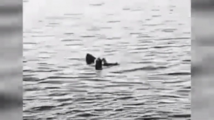 Egiptul inchide plajele de la Marea Rosie dupa ce o femeie a fost ucisa de un rechin Egiptul inchide plajele de la Marea Rosie dupa ce o femeie a fost ucisa de un rechin