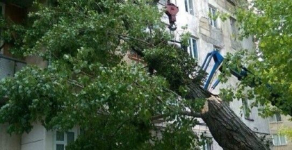 Pana la 1 august, toti arborii periculosi vor fi taiati, dupa tragedia din parculul Alunelul. Anuntul primariei
Pana la 1 august, toti arborii periculosi vor fi taiati, dupa tragedia din parculul Alunelul. Anuntul primariei