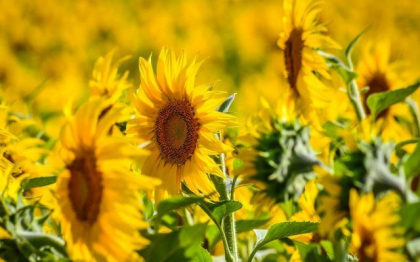 Rusia controleaza 22% din terenurile agricole din Ucraina, potrivit NASA Rusia controleaza 22% din terenurile agricole din Ucraina, potrivit NASA