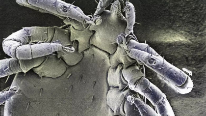 Generalii lui Putin acuza SUA ca au inmultit capuse in Ucraina ca sa-i infecteze pe rusi cu borelioza
