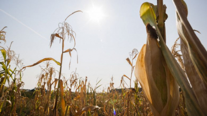 Fermierii din Romania cer Guvernului declararea starii de calamitate din cauza secetei si a arsitei: Sunt zone unde 80% din terenurile cultivate sunt afectate