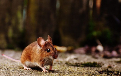 Boala misterioasa care a ucis trei persoane in Tanzania a fost identificata ca fiind leptospiroza. „Vestea buna este ca aceasta boala poate fi evitata si tratata” Boala misterioasa care a ucis trei persoane in Tanzania a fost identificata ca fiind leptospiroza. „Vestea buna este ca aceasta boala poate fi evitata si tratata”