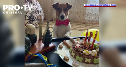 Micul catel genist al Ucrainei, Patron, isi serbeaza ziua de nastere. Patrupedul a implinit trei ani Micul catel genist al Ucrainei, Patron, isi serbeaza ziua de nastere. Patrupedul a implinit trei ani