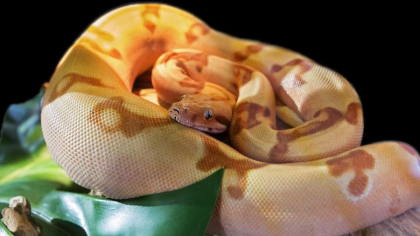 Un barbat a murit dupa ce a fost sugrumat de propriul animal de companie, un Boa Constrictor de 5 metri Un barbat a murit dupa ce a fost sugrumat de propriul animal de companie, un Boa Constrictor de 5 metri