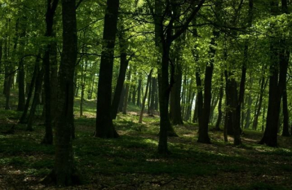 Caz socant! O tanara de 19 ani - violata in plina zi intr-o padure din capitala. Faptasul - retinut de oamenii legii