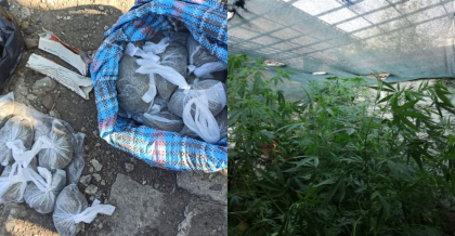 Pungi pline cu substante narcotice si o sera cu canepa - gasite la Comrat de oamenii legii. Patru persoane - retinute 
