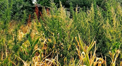 Un barbat din Orhei - retinut pentru cultivarea si cresterea plantelor de canepa la domiciliu - VIDEO Un barbat din Orhei - retinut pentru cultivarea si cresterea plantelor de canepa la domiciliu - VIDEO