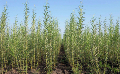 Ar putea fi plantate 100 de hectare de copaci de salcie - o sursa aternativa care ar putea inlocui gazele naturale. Spinu: „Acest proiect a fost discutat inca in primavara”. La ce etapa este acum Ar putea fi plantate 100 de hectare de copaci de salcie - o sursa aternativa care ar putea inlocui gazele naturale. Spinu: „Acest proiect a fost discutat inca in primavara”. La ce etapa este acum