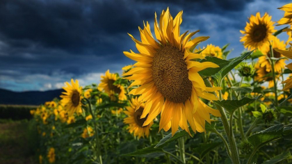 Cer noros si maxime de pana la 30 de grade Celsius. Cum va fi vremea astazi, dar si in urmatoarele zile. Prognoza meteo - FOTO