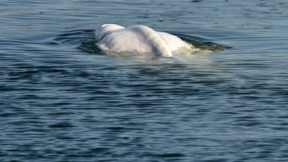 Francezii incearca din rasputeri sa salveze beluga ratacita in Sena si o vor muta intr-un bazin cu apa sarata