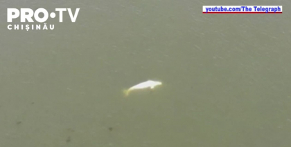 Francezii incearca din rasputeri sa salveze beluga ratacita de cateva zile in Sena, departe de apele arctice in care traieste in mod normal 