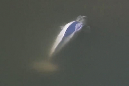 Beluga care a ratacit in Sena peste o saptamana a murit. S-a incercat salvarea ei intr-o operatiune fara precedent a autoritatilor franceze - VIDEO 