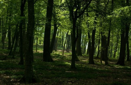 Ce spune politia despre tanarul impuscat intr-o padure, la Straseni. Seful IGP: „Sunt mai multe ipoteze..” Ce spune politia despre tanarul impuscat intr-o padure, la Straseni. Seful IGP: „Sunt mai multe ipoteze..”