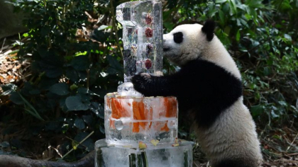 Imagini adorabile cu un pui de panda urias care si-a sarbatorit primul an de viata - FOTO
Imagini adorabile cu un pui de panda urias care si-a sarbatorit primul an de viata - FOTO