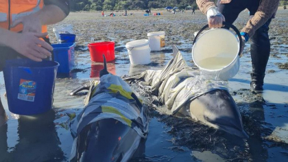 Voluntari inarmati cu galeti cu apa si prosoape au salvat delfinii esuati pe o plaja din Noua Zeelanda Voluntari inarmati cu galeti cu apa si prosoape au salvat delfinii esuati pe o plaja din Noua Zeelanda