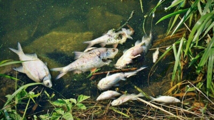 Dezastru ecologic in Europa: Mii de pesti morti plutesc pe un fluviu. Localnicii sunt sfatuiti sa stea departe de apa