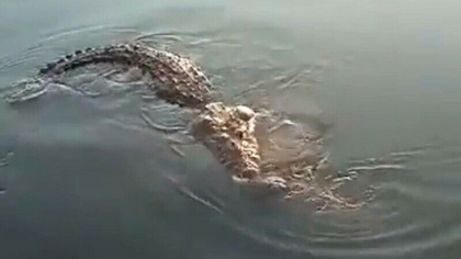 Imagini cu puternic impact emotional. Un crocodil - filmat in timp ce tragea cadavrul unui barbat pe care il omorase cu putin timp in urma - VIDEO Imagini cu puternic impact emotional. Un crocodil - filmat in timp ce tragea cadavrul unui barbat pe care il omorase cu putin timp in urma - VIDEO