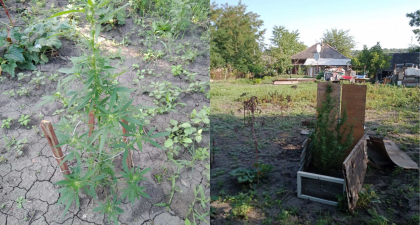 Mai multe plante de canape si mac - gasite in gospodariile a doi barbati din Falesti. Ce spune politia - FOTO 