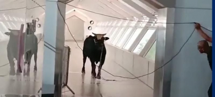Imagini virale cu un taur care da buzna intr-o banca din Israel - VIDEO Imagini virale cu un taur care da buzna intr-o banca din Israel - VIDEO