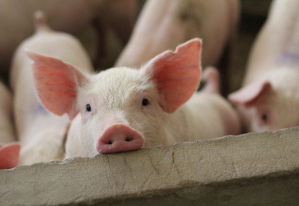 Moldovenii vor putea vedea online unde sunt focare de boli ale animalelor. ANSA a creat o harta Moldovenii vor putea vedea online unde sunt focare de boli ale animalelor. ANSA a creat o harta