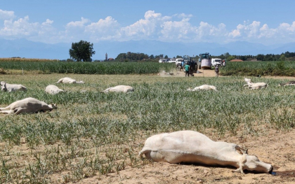 O ferma italiana a devenit o morga in aer liber. Zeci de vaci au murit otravite din cauza secetei fara precedent - FOTO O ferma italiana a devenit o morga in aer liber. Zeci de vaci au murit otravite din cauza secetei fara precedent - FOTO