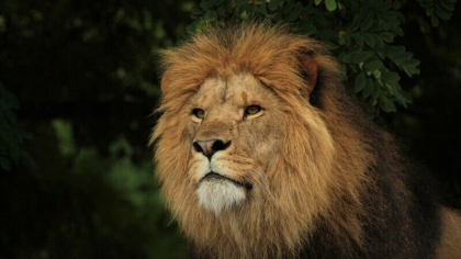Un barbat a fost ucis de un leu la Gradina Zoologica din Accra, capitala Ghanei