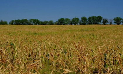 Fermierii cer introducerea starii de urgenta in agricutura, dar si o sedinta comuna cu Natalia Gavrilita si Vladimir Bolea: „Nu este constientizata gravitatea situatiei”