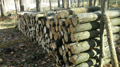 Guvernul a aprobat un nou mecanism de autorizare a lucrarilor silvotehnice. Cantaragiu: „Vor fi taiati arborii uscati sau in curs de uscare, rupti, dobarati si arbori solitari care nu fac parte dintr-o plantatie proiectata ” Guvernul a aprobat un nou mecanism de autorizare a lucrarilor silvotehnice. Cantaragiu: „Vor fi taiati arborii uscati sau in curs de uscare, rupti, dobarati si arbori solitari care nu fac parte dintr-o plantatie proiectata ”
