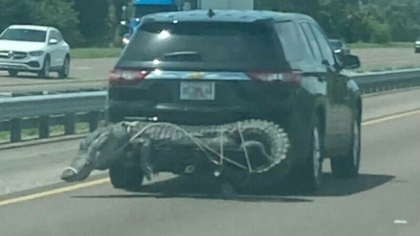 Surpriza pe o sosea din Florida. Soferii au ramas socati cand au vazut un aligator legat de o masina - FOTO