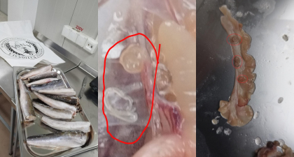 Un lot de peste - intors la vama, dupa ce au fost gasit paraziti - FOTO