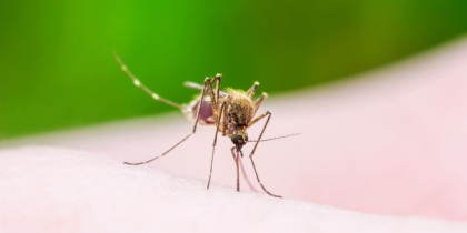 Un nou vaccin revolutionar impotriva malariei, creat de oamenii de stiinta. Cand ar urma sa fie lansat Un nou vaccin revolutionar impotriva malariei, creat de oamenii de stiinta. Cand ar urma sa fie lansat
