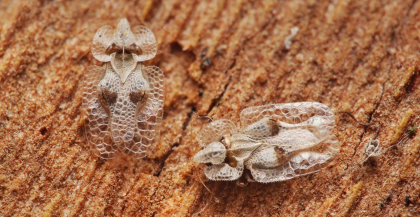 Insectele "necunoscute", care le dau batai de cap moldovenilor, au aparut si in Romania. Specialistii de peste Prut explica ce fel de specie sunt acestea si daca sunt periculoase Insectele "necunoscute", care le dau batai de cap moldovenilor, au aparut si in Romania. Specialistii de peste Prut explica ce fel de specie sunt acestea si daca sunt periculoase