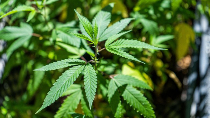 O plantatie de canabis in valoare de doua milioane de euro, descoperita pe terenul unei manastiri din Creta