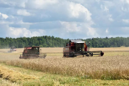 Rusia a obtinut o productie record de grau, dar nu prea poate sa-l exporte si nici nu mai are silozuri unde sa-l tina Rusia a obtinut o productie record de grau, dar nu prea poate sa-l exporte si nici nu mai are silozuri unde sa-l tina