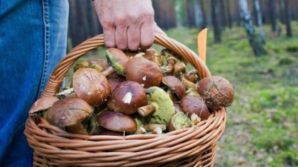 A inceput sezonul ciupercilor. ANSA atentioneaza si vine cu recomandari pentru a preveni intoxicatiile A inceput sezonul ciupercilor. ANSA atentioneaza si vine cu recomandari pentru a preveni intoxicatiile