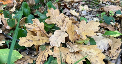 Cer noros si temperaturi de pana la 19 de grade Celsius. Prognoza meteo - FOTO