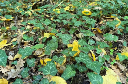 Ploi in nordul tarii. Cum va fi vremea astazi, dar si in urmatoarele zile. Prognoza meteo - FOTO Ploi in nordul tarii. Cum va fi vremea astazi, dar si in urmatoarele zile. Prognoza meteo - FOTO