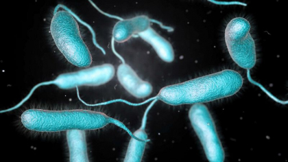 O bacterie care consuma carne umana starneste panica in Florida. Poate ucide o persoana in doua zile O bacterie care consuma carne umana starneste panica in Florida. Poate ucide o persoana in doua zile