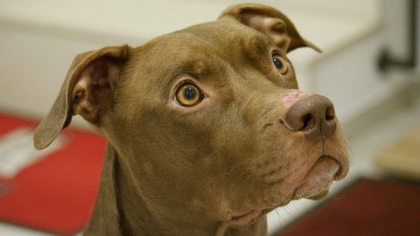 Caz socant la Grigoriopol. Un copil de patru ani a ajuns la spital, dupa ce a fost muscat de un caine