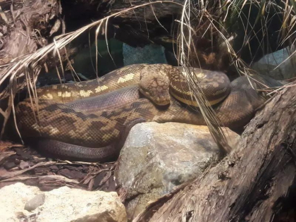 Femeie inghitita cu totul de un piton, in Indonezia