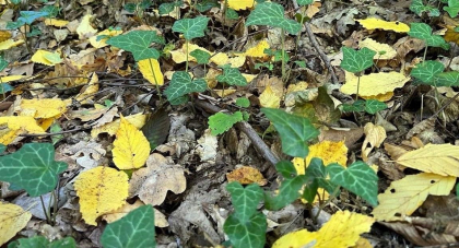 Cer noros si temperaturi de pana la 20  grade Celsius. Prognoza meteo - FOTO
