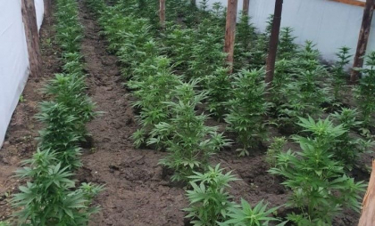 Cultivau si vindeau canepa, la Hincesti. Patru barbati - trimisi in judecata. PCCOCS: „Suma totala a drogurilor ridicate este de circa 400 000 de lei” - FOTO Cultivau si vindeau canepa, la Hincesti. Patru barbati - trimisi in judecata. PCCOCS: „Suma totala a drogurilor ridicate este de circa 400 000 de lei” - FOTO